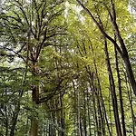Mit Garten Am Wald Daire *