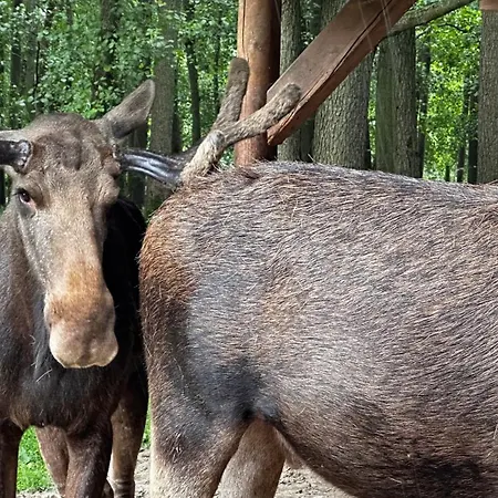 דירה Mit Garten Am Wald